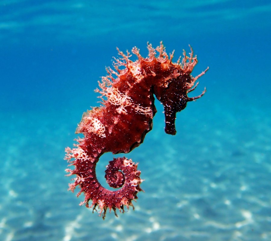 绿巨人的头像-高手联盟